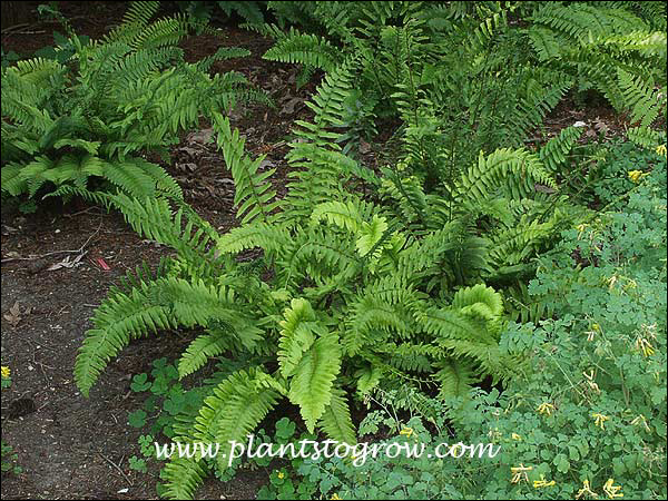 The fronds twist and turn radiating from the center of the plant.